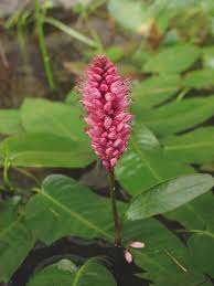 Attēlu rezultāti vaicājumam “Polygonum amphibium flower”