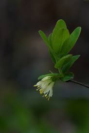 Attēlu rezultāti vaicājumam “Lonicera caerulea var. pallasii flower”
