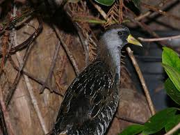 Image result for Porzana carolina