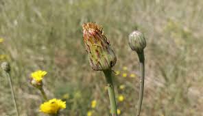 Attēlu rezultāti vaicājumam “Hypochaeris radicata bud”