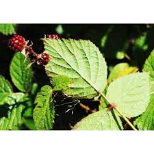 Attēlu rezultāti vaicājumam “Rubus nessensis”