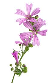 Image result for Malva alcea