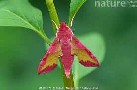 Attēlu rezultāti vaicājumam “Deilephila porcellus”