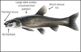 Image result for Mylopharyngodon piceus