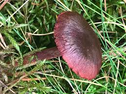 Attēlu rezultāti vaicājumam “Cortinarius sanguineus”