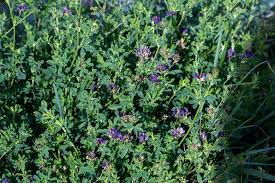 Attēlu rezultāti vaicājumam “Medicago x varia  leaf”