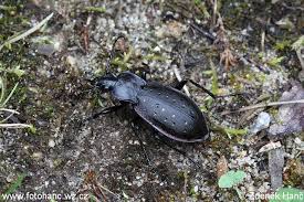 Attēlu rezultāti vaicājumam “Carabus hortensis”