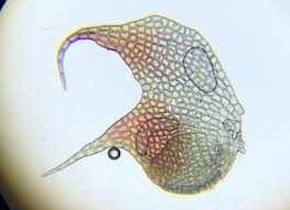 Attēlu rezultāti vaicājumam “Nowellia curvifolia”