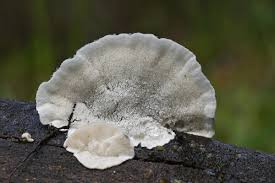 Attēlu rezultāti vaicājumam “Postia caesia”