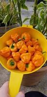 Afbeeldingsresultaat voor yellow mushroom hot pepper