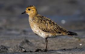 Attēlu rezultāti vaicājumam “Pluvialis apricaria adult”