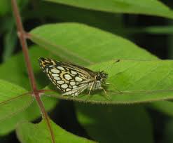 Attēlu rezultāti vaicājumam “Heteropterus morpheus underside”