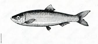 Image result for Clupea harengus