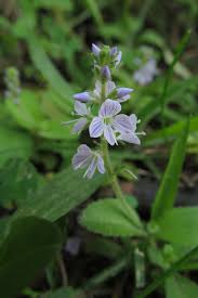 Image result for Veronica officinalis
