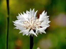 Image result for Centaurea cyanus