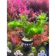 「水蘊草」的圖片搜尋結果