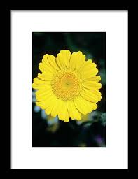 Attēlu rezultāti vaicājumam “Anthemis tinctoria flower”