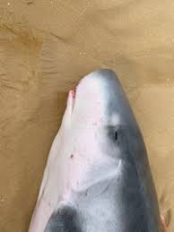 Image result for Kogia breviceps