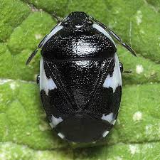 Attēlu rezultāti vaicājumam “Tritomegas bicolor nymph”