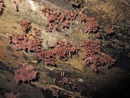 Attēlu rezultāti vaicājumam “Arcyria incarnata”