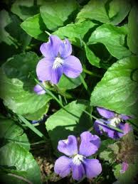 Image result for violet