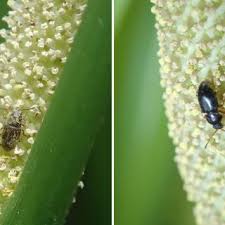 Attēlu rezultāti vaicājumam “Acorus calamus fruit”