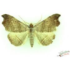 Attēlu rezultāti vaicājumam “Laspeyria flexula”