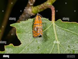 Attēlu rezultāti vaicājumam “Olethreutes arcuella”