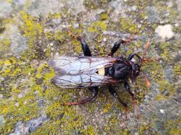 Attēlu rezultāti vaicājumam “Cimbex luteus”