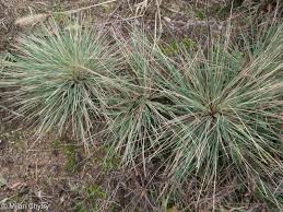 Attēlu rezultāti vaicājumam “Corynephorus canescens leaf”