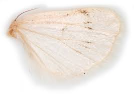 Attēlu rezultāti vaicājumam “Agrotis ripae larva”