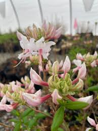 Attēlu rezultāti vaicājumam “Rhododendron periclymenoides flower”