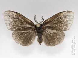 Attēlu rezultāti vaicājumam “Canephora hirsuta”