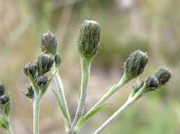 Attēlu rezultāti vaicājumam “Hieracium murorum bud”