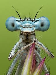 Attēlu rezultāti vaicājumam “Platycnemis pennipes male”