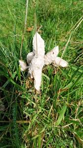 Attēlu rezultāti vaicājumam “Didymium spongiosum spores”