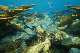 Image result for Acanthurus chirurgus