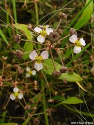 Attēlu rezultāti vaicājumam “Alisma gramineum”
