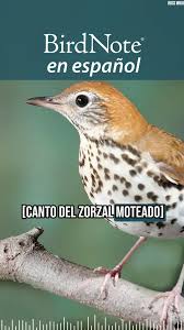 Image result for Hylocichla mustelina