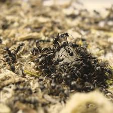 Attēlu rezultāti vaicājumam “Enteridium olivaceum macro”