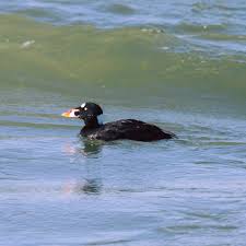 Image result for Melanitta perspicillata