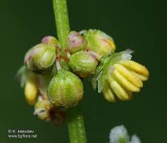 Attēlu rezultāti vaicājumam “Rumex acetosa bud”