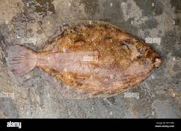 Image result for Microstomus kitt