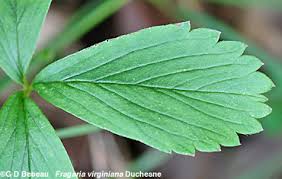 Attēlu rezultāti vaicājumam “Fragaria vesca leaf”