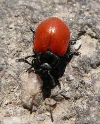 Attēlu rezultāti vaicājumam “Chrysomela populi”