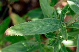 Attēlu rezultāti vaicājumam “Epilobium hirsutum leaf”