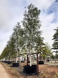 Attēlu rezultāti vaicājumam “Betula pendula”
