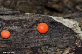 Attēlu rezultāti vaicājumam “Nectria cinnabarina”