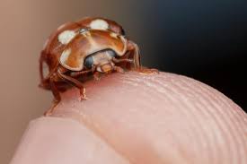 Attēlu rezultāti vaicājumam “Calvia quatuordecimguttata”