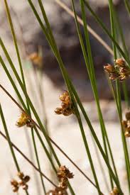 Attēlu rezultāti vaicājumam “Juncus filiformis”